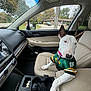 Penny is registered to the contest to win money with this photo: autumn, bull_terrier, car_interior, center_console, coins, collar, cup_holder, dashboard, dog, gear_shift, green_bay_packers_jersey, jersey, leash, passenger_seat, seat, seat_belt, side_mirror, suburban_house, trees, window