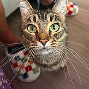 Kelso is registered to the contest to win money with this photo: animal, cat, close_up, colorful, curious, cute, domestic_animal, feline, floor, fur, green_eyes, head, indoor, looking_up, pet, portrait, slippers, soft_lighting, tabby_cat, whiskers
