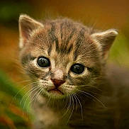 Ninour participe au concours pour gagner de l'argent avec cette photo : kitten, cat, close_up, animal, fur, whiskers, eyes, cute, pet, portrait, young, mammal, nature, outdoor, face, feline, small, curious, soft, brown