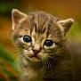 kitten, cat, close_up, animal, fur, whiskers, eyes, cute, pet, portrait, young, mammal, nature, outdoor, face, feline, small, curious, soft, brown