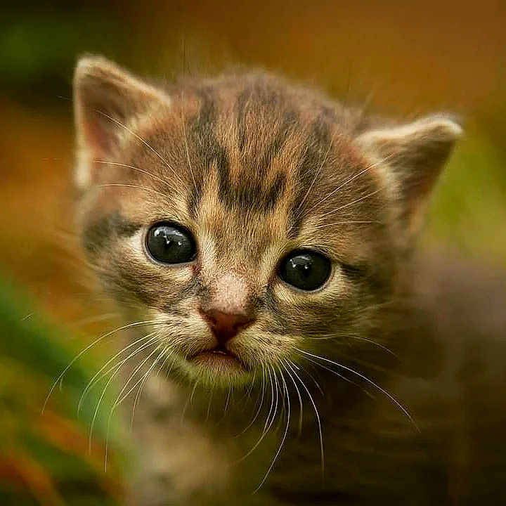 Ninour participe au concours pour gagner de l'argent avec cette photo : kitten, cat, close_up, animal, fur, whiskers, eyes, cute, pet, portrait, young, mammal, nature, outdoor, face, feline, small, curious, soft, brown