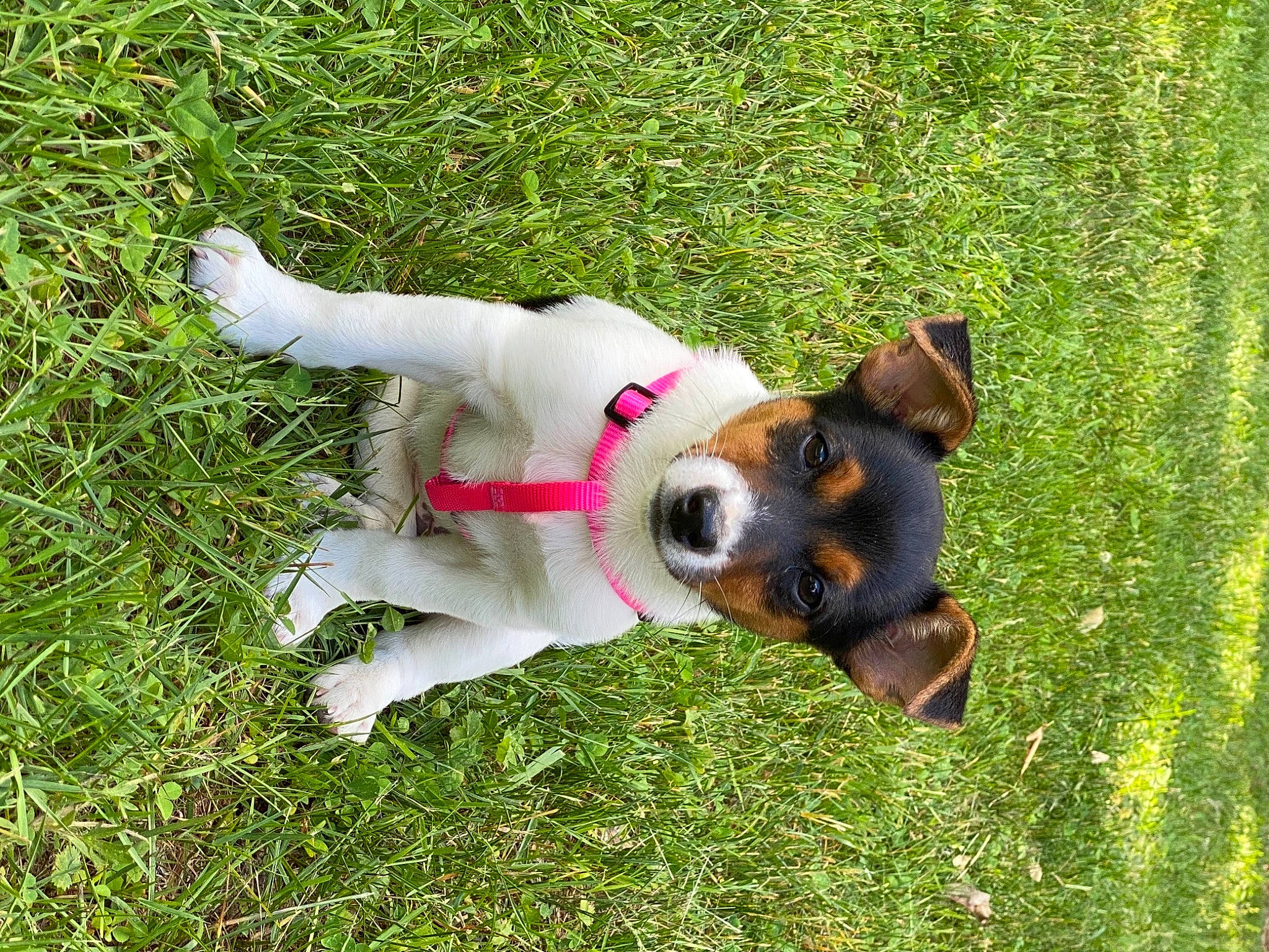 Laila is registered to the contest to win money with this photo: ancient_dog_breeds, carnivore, chilean_fox_terrier, collar, companion_dog, dog, dog_breed, dog_collar, dog_supply, grass, herding_dog, hound, lawn, leash, plant, sporting_group, tail, terrier, welsh_corgi, working_dog