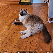Babar is registered to the contest to win money with this photo: cat, fluffy_cat, blue_eyes, indoor, wooden_floor, furniture, drawer, rainbow_reflection, pet, animal, relaxing, home, floor, tail, whiskers, ears, paw, cozy, domestic, cute