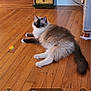 cat, fluffy_cat, blue_eyes, indoor, wooden_floor, furniture, drawer, rainbow_reflection, pet, animal, relaxing, home, floor, tail, whiskers, ears, paw, cozy, domestic, cute