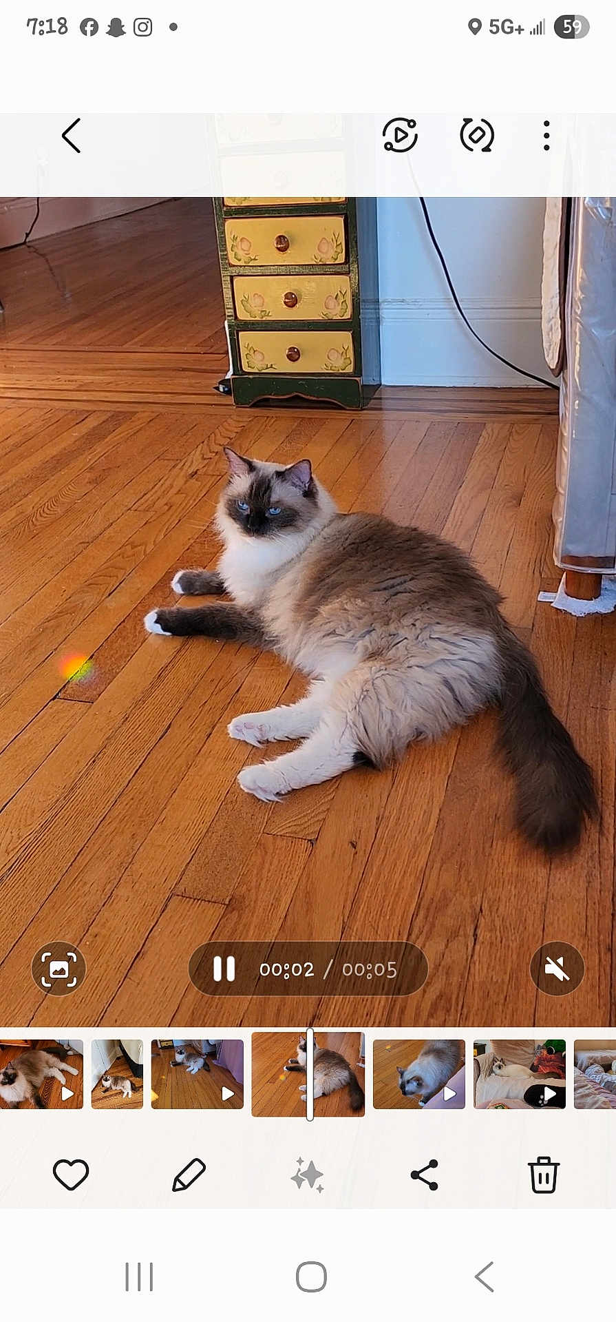 Babar is registered to the contest to win money with this photo: cat, fluffy_cat, blue_eyes, indoor, wooden_floor, furniture, drawer, rainbow_reflection, pet, animal, relaxing, home, floor, tail, whiskers, ears, paw, cozy, domestic, cute