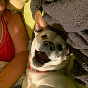Toto joined the competition — help win amazing prizes! arm, bed, blanket, canine, closeup, collar, companion, cozy, dog, friendship, fur, happy, indoor, lying_down, person, pet, relaxed, resting, smiling, snuggle
