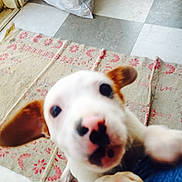 Olive Oil is registered to the contest to win money with this photo: puppy, dog, close_up, blurry, indoor, floor, tile_floor, rug, white_dog, brown_ears, pet, animal, curious, young_dog, playful, cute, indoor_lighting, canine, domestic_animal, close_range