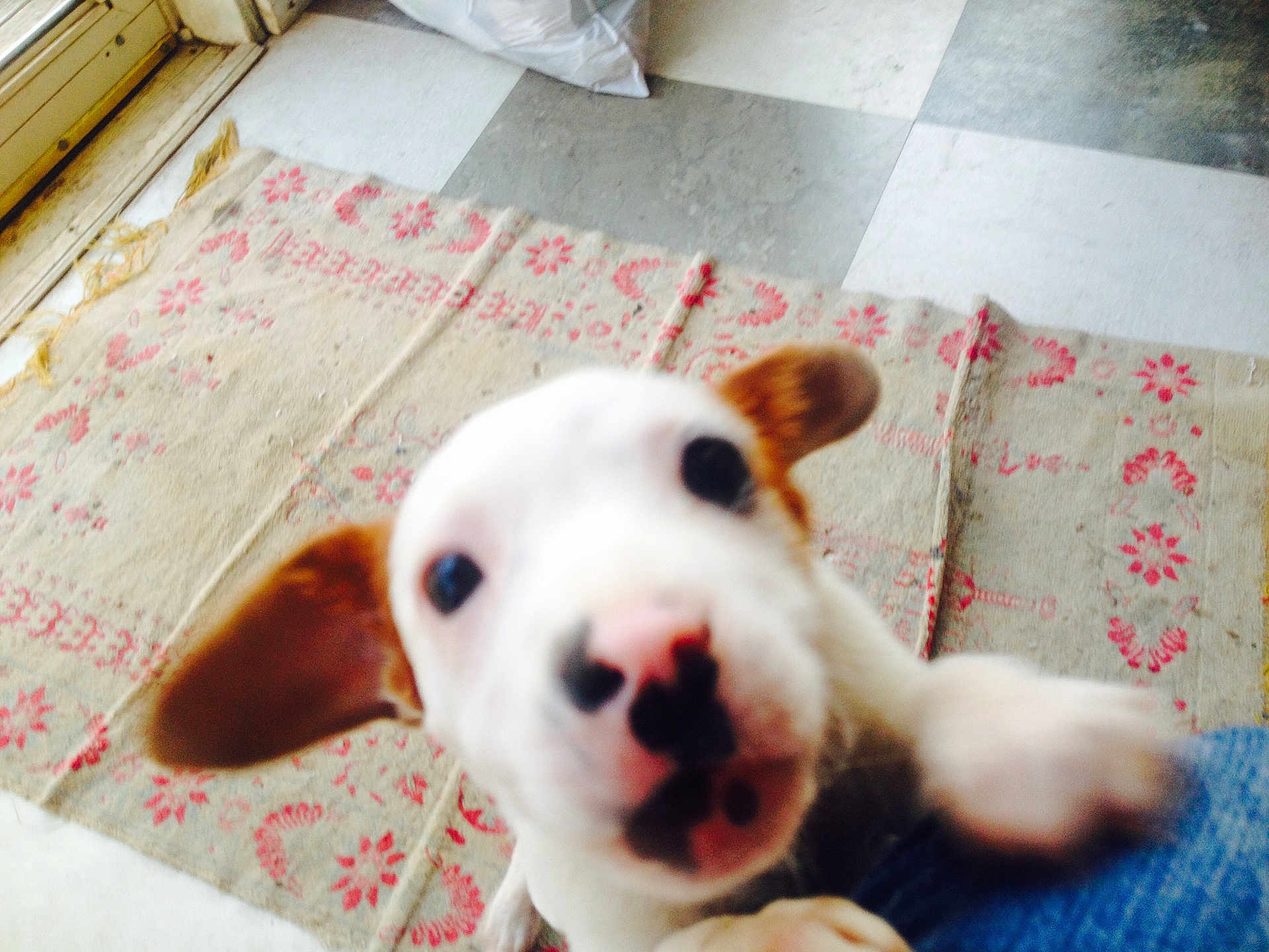 Olive Oil is registered to the contest to win money with this photo: puppy, dog, close_up, blurry, indoor, floor, tile_floor, rug, white_dog, brown_ears, pet, animal, curious, young_dog, playful, cute, indoor_lighting, canine, domestic_animal, close_range