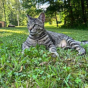 Terry joined the competition — help win amazing prizes! alert, animal, cat, daylight, feline, grass, green_eyes, lawn, leafy, mammal, nature, outdoor, pet, relaxation, resting, summer, sunlight, tabby, trees, wildlife