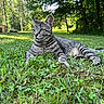 alert, animal, cat, daylight, feline, grass, green_eyes, lawn, leafy, mammal, nature, outdoor, pet, relaxation, resting, summer, sunlight, tabby, trees, wildlife