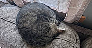 Terry is registered to the contest to win money with this photo: cat, couch, cozy, curled_up, curtains, cushion, domestic_animal, feline, fur, home, indoor, peaceful, pet, relaxation, resting, sleeping, soft_light, tabby, textured, window