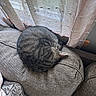 cat, couch, cozy, curled_up, curtains, cushion, domestic_animal, feline, fur, home, indoor, peaceful, pet, relaxation, resting, sleeping, soft_light, tabby, textured, window