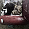 Terry is registered to the contest to win money with this photo: black_and_white_cat, blanket, carpet, cat, cats, cozy, curled_up, cute, feline, fur, home, indoor, leather_couch, maroon, pet, quilt, relaxation, resting, sleeping, striped_cat