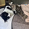 Terry joined the competition — help win amazing prizes! animal, black_and_white_cat, blanket, cat, comfort, couch, cozy, cuddling, feline, fur, home, indoor, paw, pet, relaxed, resting, sleeping, tabby_cat, throw, whiskers