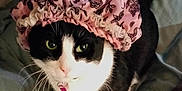 Trouble is registered to the contest to win money with this photo: animal, bed, black_and_white, cat, collar, curious, cute, domestic_animal, feline, floral_pattern, fur, green_eyes, indoor, looking_up, pet, pink, resting, shower_cap, tag, whiskers