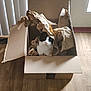 Trouble is registered to the contest to win money with this photo: animal, black_and_white_cat, box, cardboard_box, cat, cozy, crumpled_paper, curious, cute, domestic, feline, home, indoor, light_and_shadow, pet, playful, sitting, vertical_blinds, window, wooden_floor