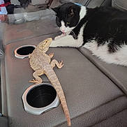 Trouble joined the competition — help win amazing prizes! animal_face, animal_interaction, bearded_dragon, black_and_white_cat, car_interior, cat, close_up, cup_holder, curious_cat, domestic_animal, exotic_pet, feline, indoor, leather_seat, lizard, observing, pet, reptile, resting, tongue_out