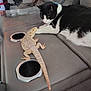 animal_face, animal_interaction, bearded_dragon, black_and_white_cat, car_interior, cat, close_up, cup_holder, curious_cat, domestic_animal, exotic_pet, feline, indoor, leather_seat, lizard, observing, pet, reptile, resting, tongue_out