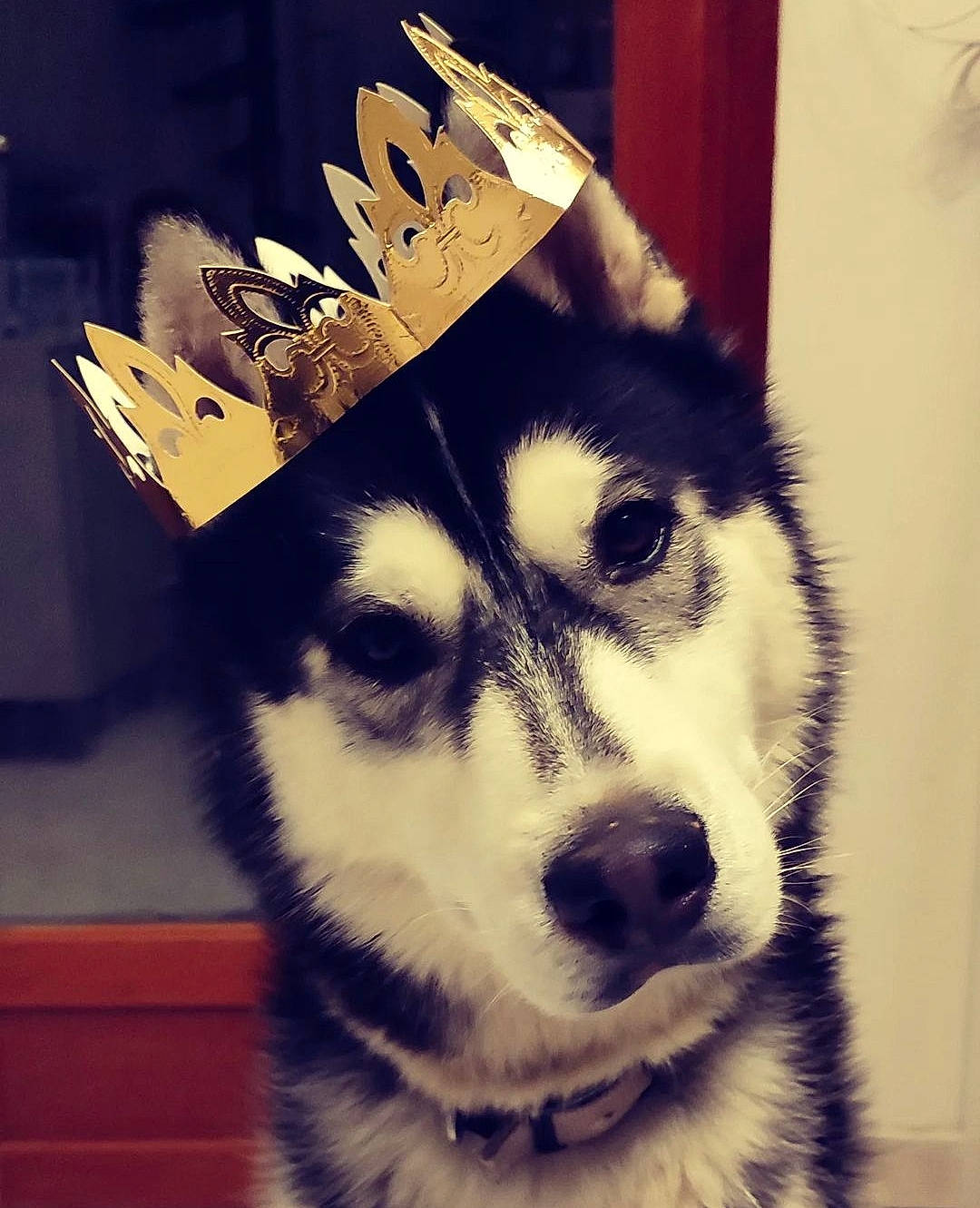 Reyko a rejoint le concours — aidez-le/la à gagner de superbes lots ! canidae, canis, carnivore, companion_dog, costume_hat, dog, dog_breed, fashion_accessory, fur, herding_dog, siberian_husky, sled_dog, snout, sporting_group, square, terrestrial_animal, whiskers, wolf, working_animal, working_dog