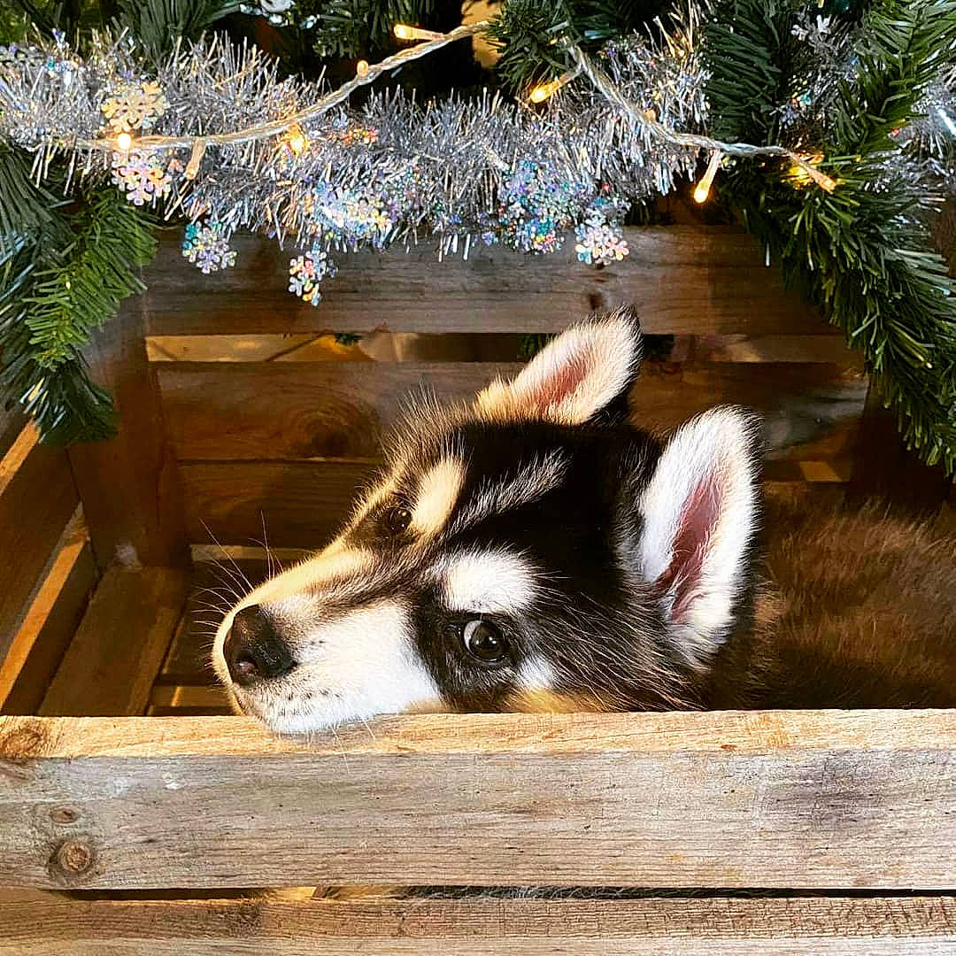 Reyko participe au concours pour gagner de l'argent avec cette photo : canidae, carnivore, christmas, christmas_decoration, conifer, dog, dog_breed, evergreen, fir, fur, natural_material, pine, pine_family, silvertip_fir, sled_dog, snout, terrestrial_animal, twig, vertebrate, wood