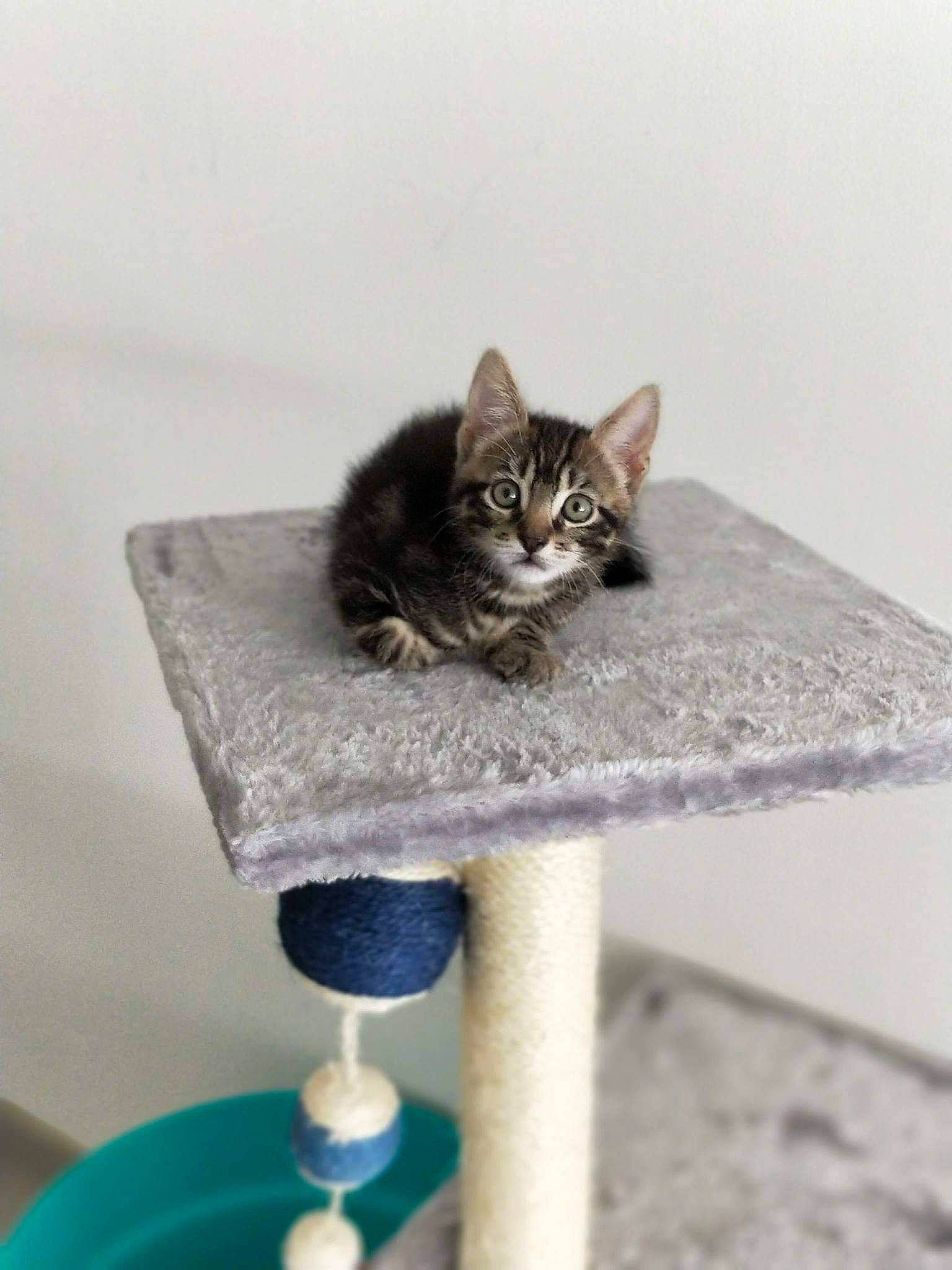 Nouki a rejoint le concours — aidez-le/la à gagner de superbes lots ! carnivore, cat, cat_furniture, cat_supply, domestic_short_haired_cat, felidae, fur, grey, kitten, pet_supply, small_to_medium_sized_cats, tabby_cat, tail, vertebrate, whiskers