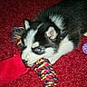 Zayley joined the competition — help win amazing prizes! puppy, dog, husky, toy, rope_toy, chewing, carpet, red_carpet, playful, pet, young_dog, indoor, animal, cute, fur, black_and_white, blue_eyes, close_up, pet_toy, home