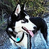 Zayley joined the competition — help win amazing prizes! dog, siberian_husky, black_and_white, outdoor, nature, plants, gravel, leash, collar, tongue_out, pet, animal, canine, fur, ears, eyes, happy, walking, portrait, side_view