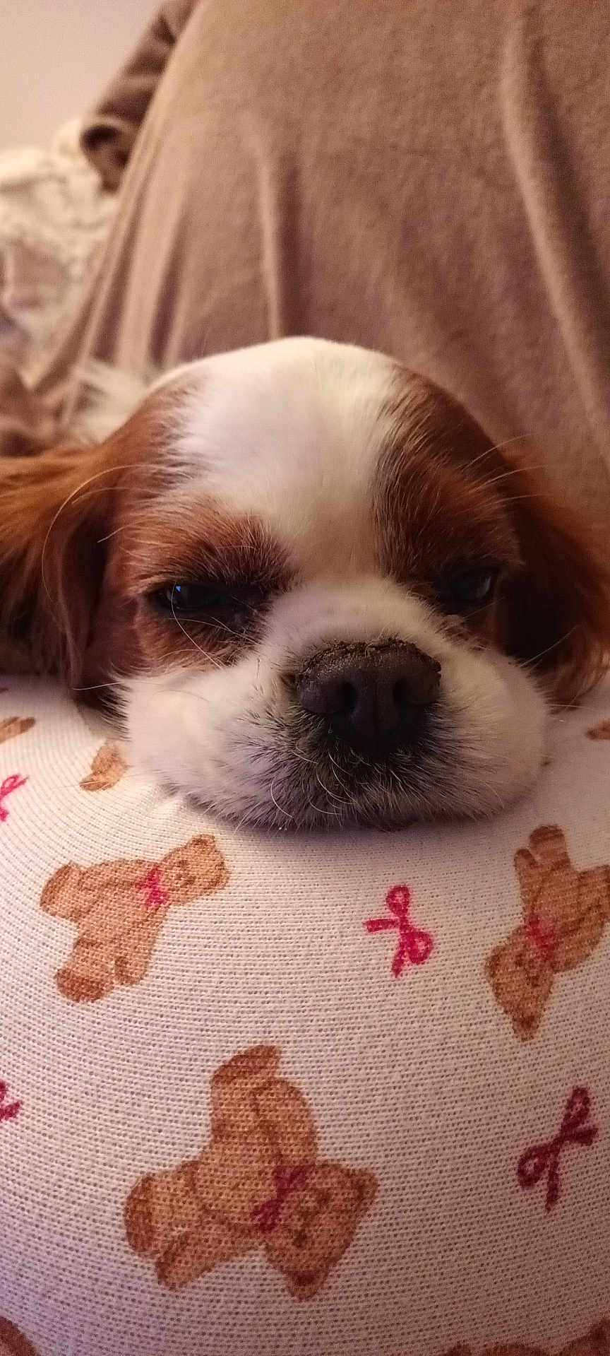 Milo participe au concours pour gagner de l'argent avec cette photo : dog, sleepy, close_up, cushion, pattern, teddy_bear, brown, white, face, nose, fur, resting, indoor, cozy, cute, pet, animal, soft, relaxed, comfort