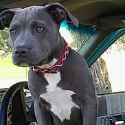 Bellablu is registered to the contest to win money with this photo: animal, car, daylight, dog, gray_coat, interior, looking, open_door, outdoor, park, pet, puppy, red_collar, seat, steering_wheel, tree, vehicle, white_chest, window, young