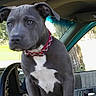 animal, car, daylight, dog, gray_coat, interior, looking, open_door, outdoor, park, pet, puppy, red_collar, seat, steering_wheel, tree, vehicle, white_chest, window, young