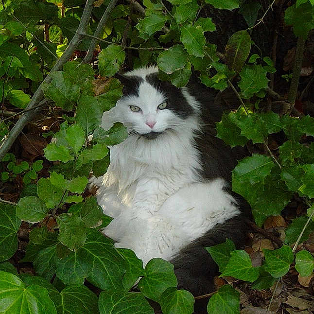 Gunar joined the competition — help win amazing prizes! cat, black_and_white, fluffy, animal, pet, outdoor, greenery, leaves, foliage, nature, wildlife, resting, sitting, cute, fur, eyes, closeup, natural_light, calm, relaxed
