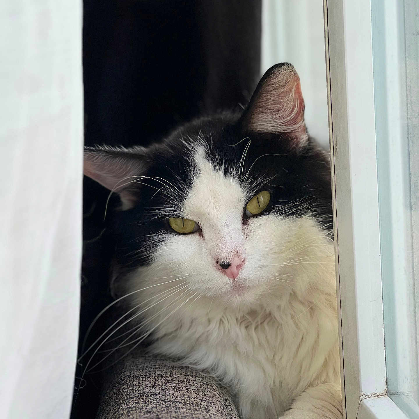 Zeus joined the competition — help win amazing prizes! animal, black_and_white, cat, close_up, cozy, curtain, domestic_cat, feline, fluffy, fur, indoor, pet, pink_nose, portrait, relaxed, resting, soft_light, whiskers, window, yellow_eyes