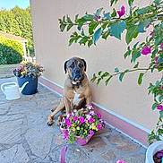 Nelson a rejoint le concours — aidez-le/la à gagner de superbes lots ! dog, flower_pot, flowers, stone_patio, greenery, outdoor, wall, beige_wall, sunlight, plant, pink_flowers, purple_flowers, watering_can, garden, pet, sitting, brown_dog, collar, leafy_branch, nature