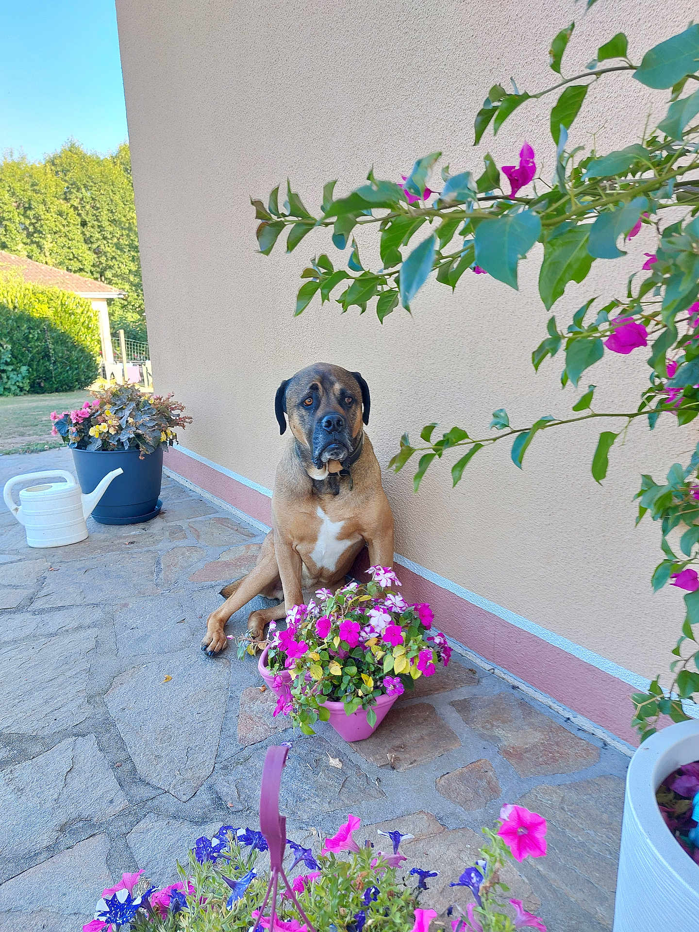 Nelson a rejoint le concours — aidez-le/la à gagner de superbes lots ! dog, flower_pot, flowers, stone_patio, greenery, outdoor, wall, beige_wall, sunlight, plant, pink_flowers, purple_flowers, watering_can, garden, pet, sitting, brown_dog, collar, leafy_branch, nature