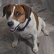 Bugsy Brown is registered to the contest to win money with this photo: dog, pet, canine, sitting, blue_collar, brown_and_white, portrait, close_up, happy, smile, tongue, paw, eyes, indoor, carpet, flooring, looking_up, friendly, companion, household