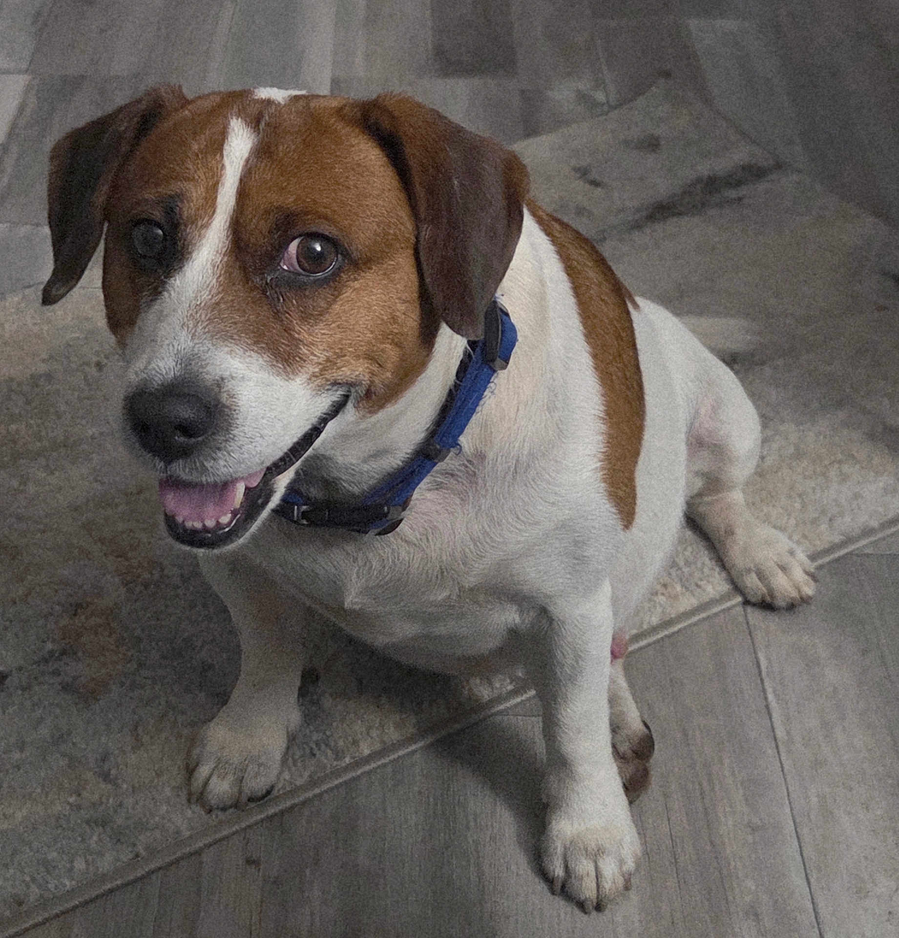 Bugsy Brown is registered to the contest to win money with this photo: dog, pet, canine, sitting, blue_collar, brown_and_white, portrait, close_up, happy, smile, tongue, paw, eyes, indoor, carpet, flooring, looking_up, friendly, companion, household