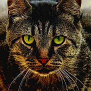 Le Chat a rejoint le concours — aidez-le/la à gagner de superbes lots ! cat, tabby, close_up, green_eyes, whiskers, fur, face, animal, pet, mammal, portrait, looking, ears, nose, outdoor, nature, feline, alert, wildlife, domestic