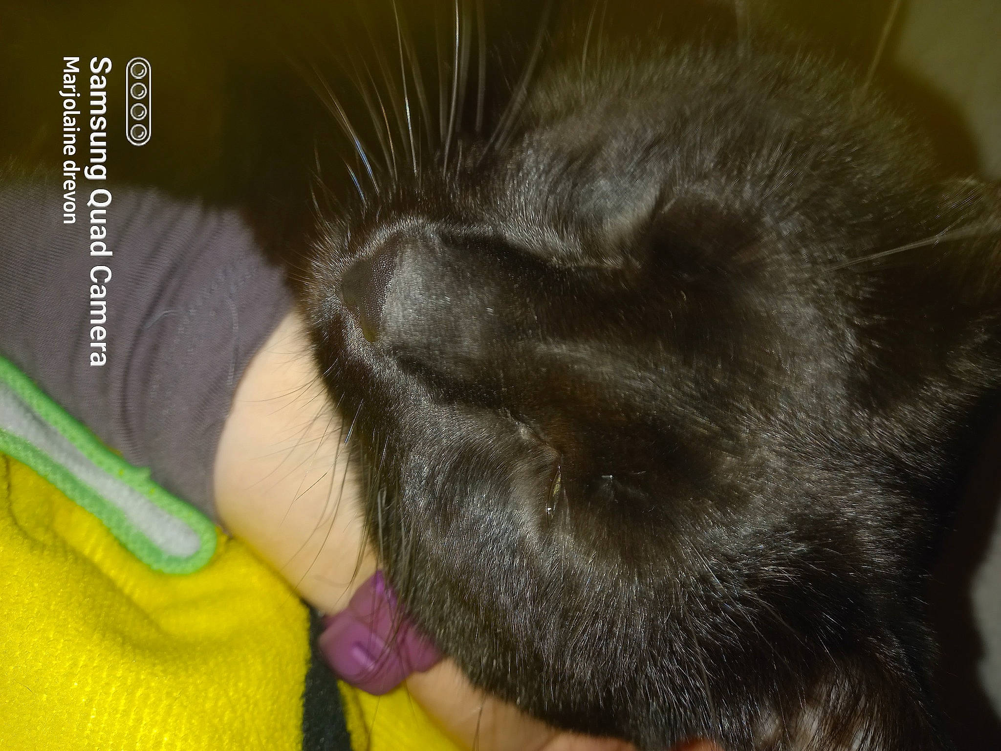 Junior participe au concours pour gagner de l'argent avec cette photo : black_cat, carnivore, cat, claw, comfort, domestic_short_haired_cat, ear, eye, felidae, foot, fur, gesture, nap, paw, sleep, small_to_medium_sized_cats, snout, tail, terrestrial_animal, whiskers