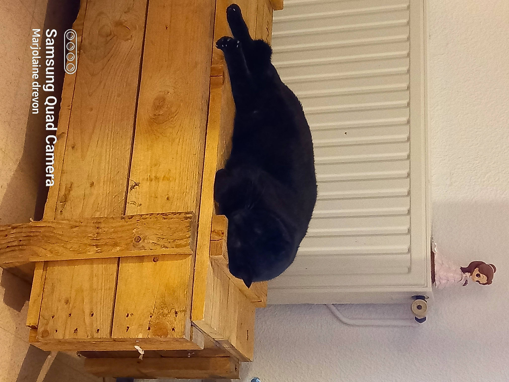 Junior participe au concours pour gagner de l'argent avec cette photo : cat, felidae, floor, flooring, fur, hardwood, plank, plywood, rectangle, room, shadow, small_to_medium_sized_cats, tail, tints_and_shades, window, window_blind, window_covering, wood, wood_stain