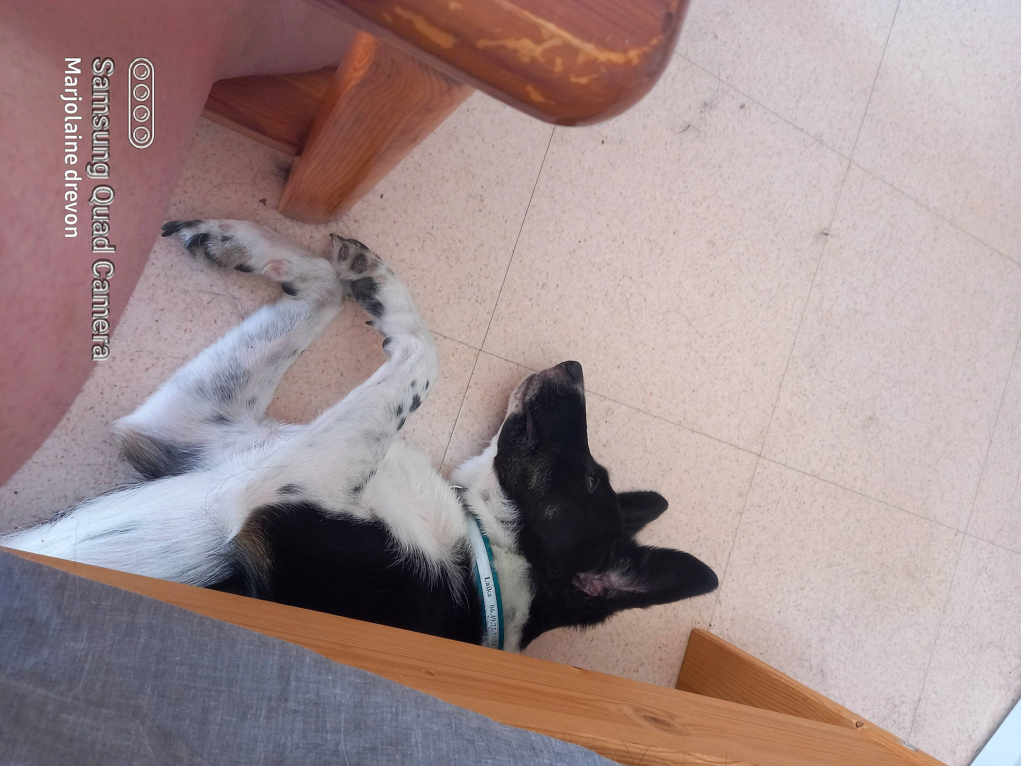 Diesel participe au concours pour gagner de l'argent avec cette photo : canidae, carnivore, comfort, companion_dog, dog, dog_breed, fawn, felidae, flooring, fur, hardwood, human_leg, paw, pet_supply, plywood, small_to_medium_sized_cats, sporting_group, tail, wood, wood_stain