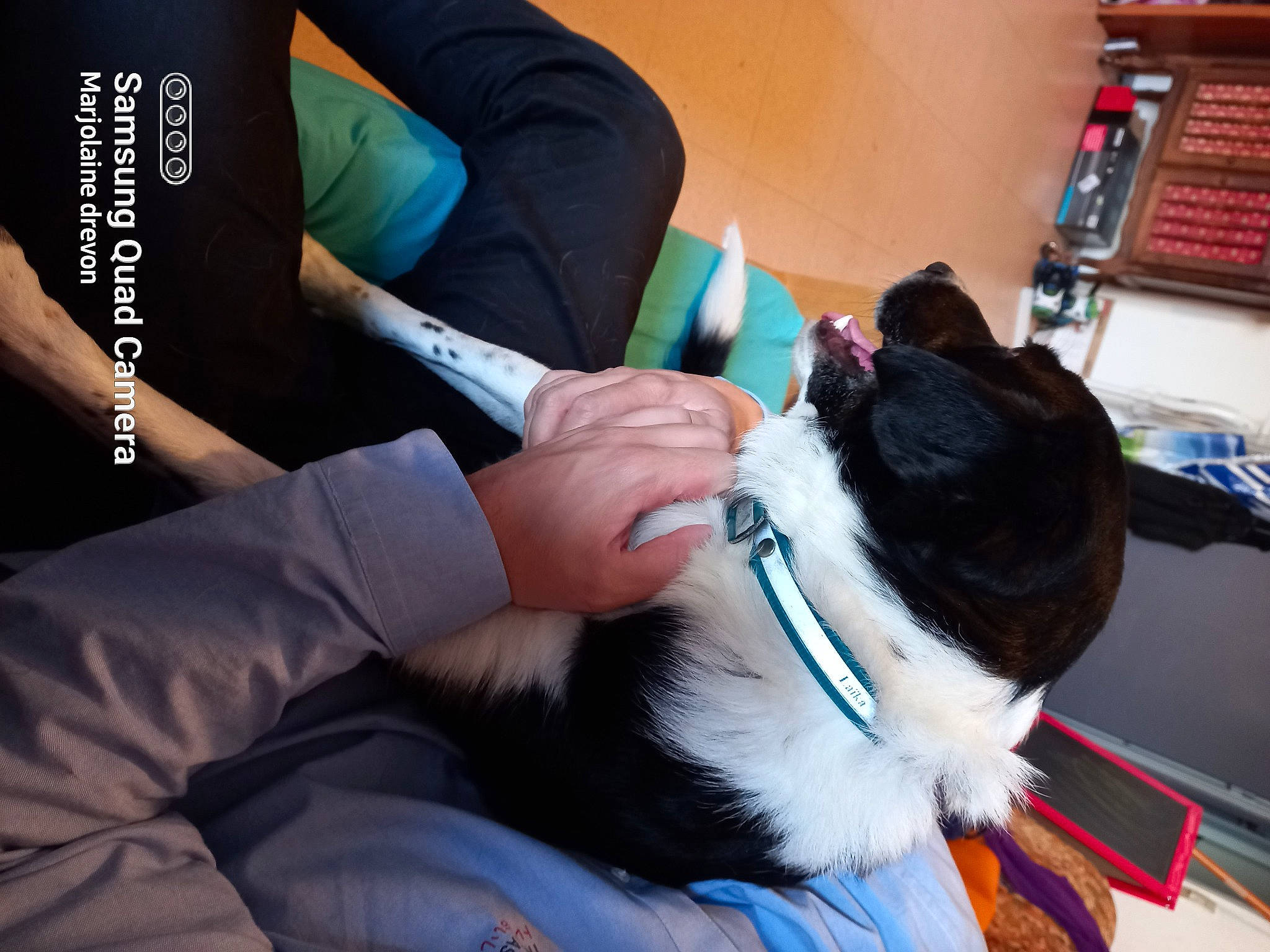 Diesel participe au concours pour gagner de l'argent avec cette photo : canidae, carnivore, comfort, companion_dog, dog_breed, elbow, electric_blue, felidae, fur, gesture, health_care, human_leg, lap, medical_equipment, nail, small_to_medium_sized_cats, sporting_group, thigh, whiskers, wrist