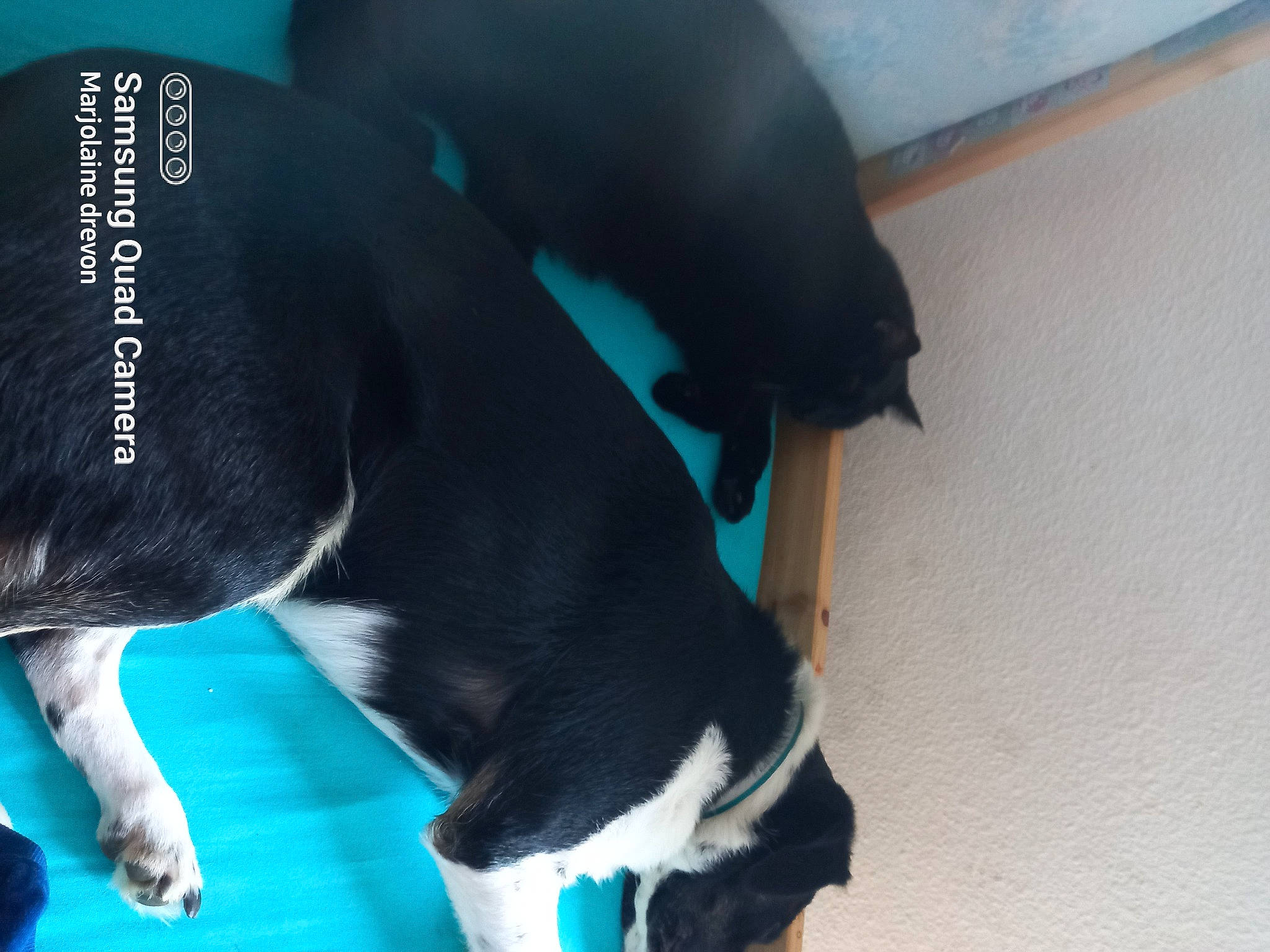 Diesel participe au concours pour gagner de l'argent avec cette photo : borador, canidae, carnivore, collar, companion_dog, dog, dog_breed, dog_collar, dog_supply, electric_blue, fashion_accessory, fawn, flooring, fur, pet_supply, snout, sporting_group, tail, whiskers, working_animal