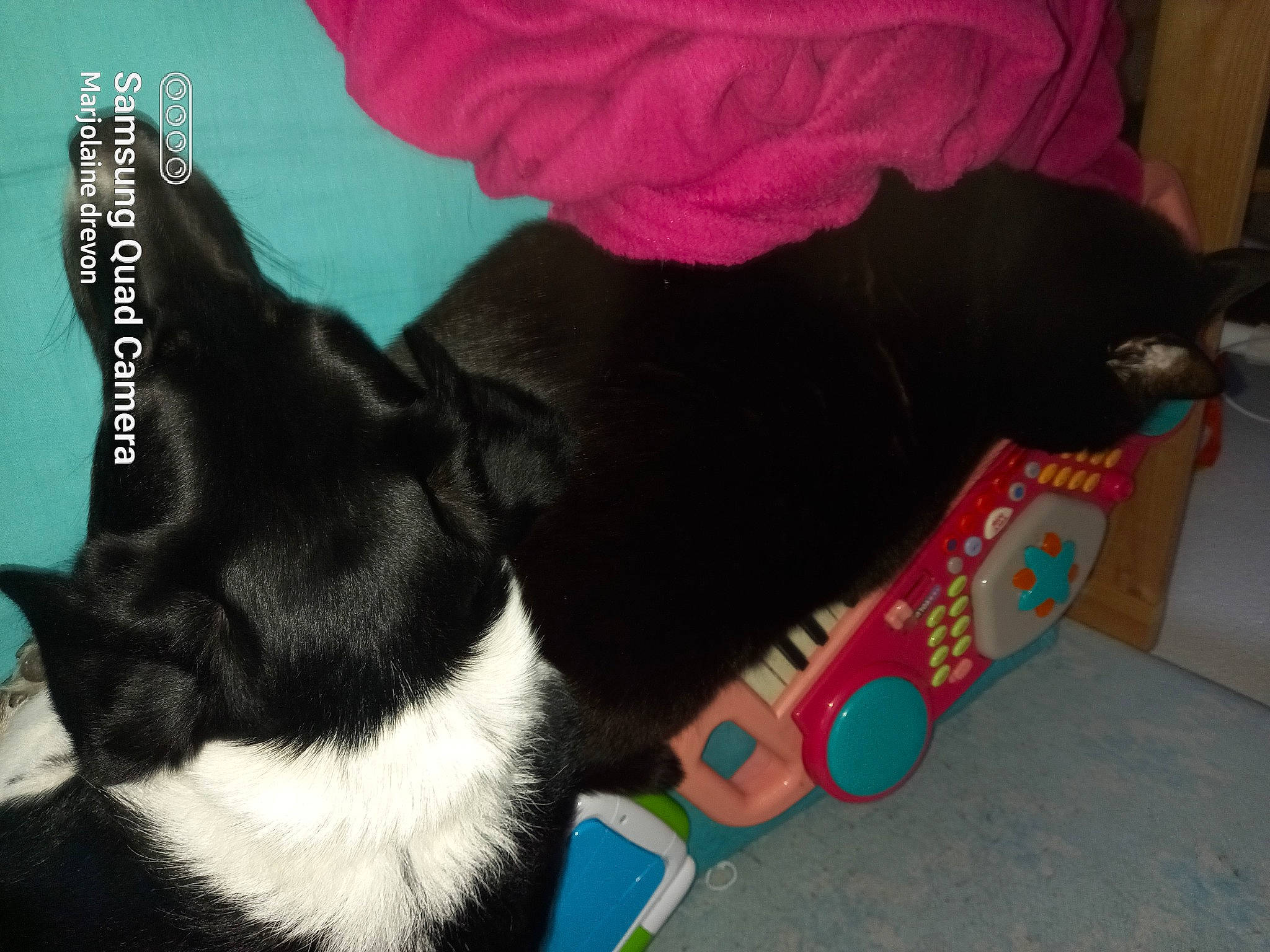 Diesel participe au concours pour gagner de l'argent avec cette photo : canidae, carnivore, collar, comfort, companion_dog, dog_breed, dog_supply, fashion_accessory, felidae, foot, fur, gesture, magenta, paw, pet_supply, small_to_medium_sized_cats, sporting_group, tail, whiskers, working_animal