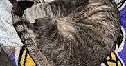 Sushi joined the competition — help win amazing prizes! cat, tabby_cat, pet, sleeping, curled_up, striped_fur, tail, paws, ears, whiskers, blanket, bed, cozy, indoors, relaxed, nap, animal, portrait, colorful_fabric, cuddly