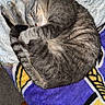 animal, bed, blanket, cat, colorful_fabric, cozy, cuddly, curled_up, ears, indoors, nap, paws, pet, portrait, relaxed, sleeping, striped_fur, tabby_cat, tail, whiskers