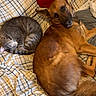 Sushi is registered to the contest to win money with this photo: dog, cat, pets, animal, sleeping, lying_down, bed, bedding, plaid, pillow, indoor, home, cozy, relaxed, companionship, pet_friendship, pointed_ears, striped_cat, brown_dog, portrait