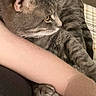 Sushi joined the competition — help win amazing prizes! cat, cats, gray_cat, tabby_cat, pet, feline, animal, whiskers, ears, yellow_eyes, fur, sleeping, lounging, cuddling, human_arm, blanket, bed, indoor, cozy, portrait