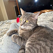 Sushi is registered to the contest to win money with this photo: cat, gray_cat, feline, pet, animal, golden_eyes, whiskers, ears, fur, striped_tail, lounging, lying_down, bed, blanket, bedroom, television, closet, indoors, sunlight, portrait