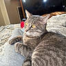 animal, bed, bedroom, blanket, cat, closet, ears, feline, fur, golden_eyes, gray_cat, indoors, lounging, lying_down, pet, portrait, striped_tail, sunlight, television, whiskers