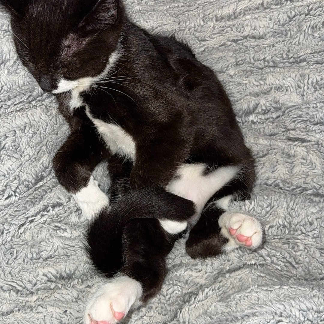 Mittens